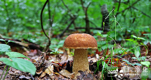 食用菌凈化車間設計、施工、安裝、檢測專業(yè)廠家